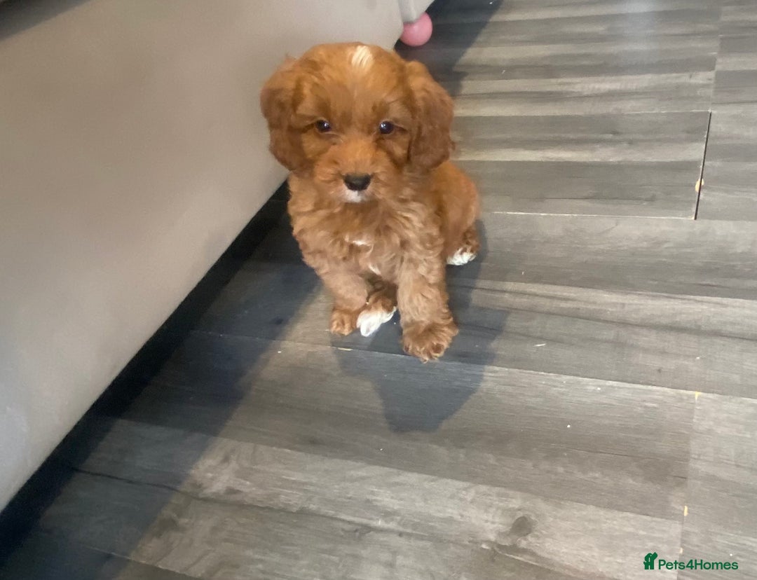 Cockapoo dogs for sale: F1 Cockapoo red puppies - Image 14