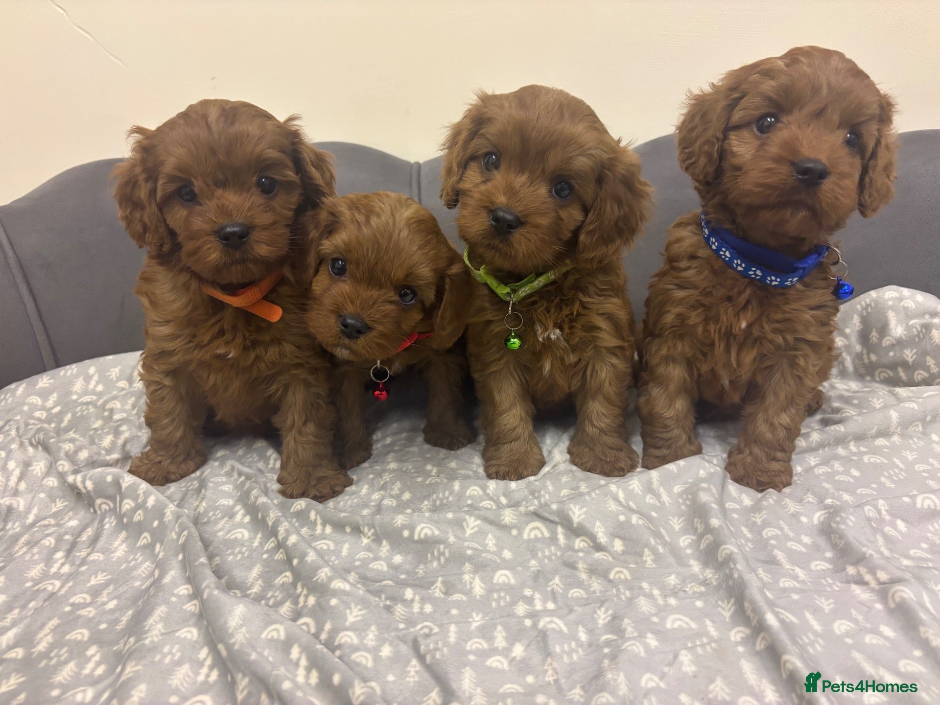 Cavapoo dogs Stunning F1 Toy Cavapoo Pups - Advert 1