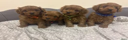 Cavapoo dogs for sale: Stunning F1 Toy Cavapoo Pups - Advert 1