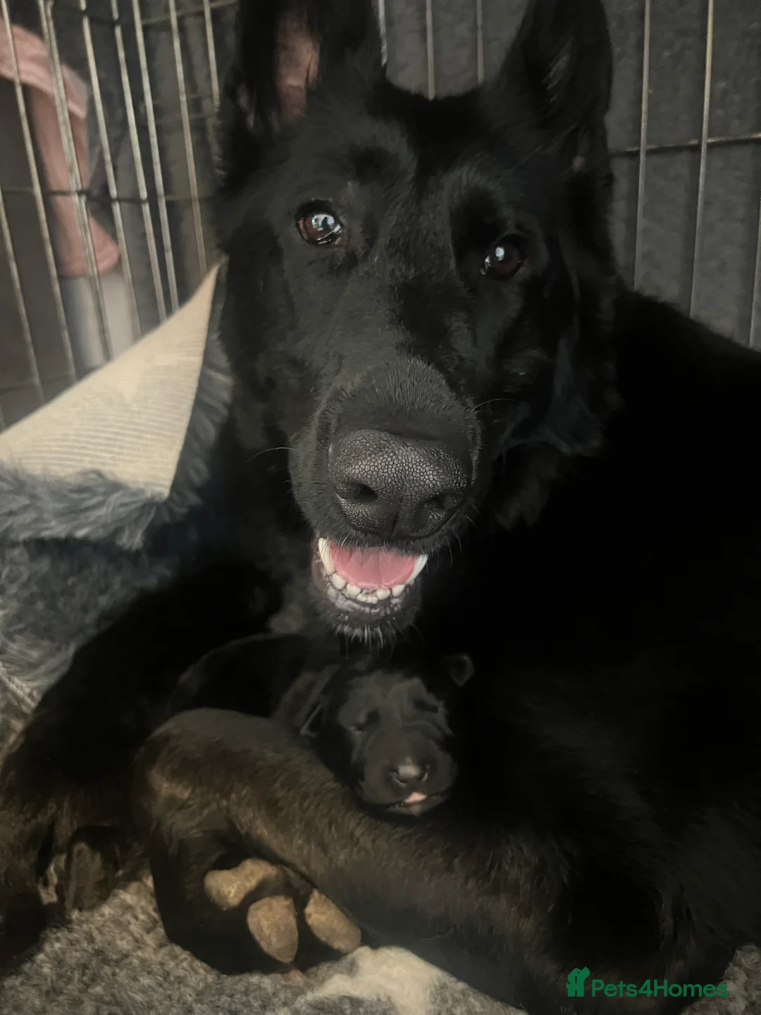 German Shepherd dogs for sale: 2 Working line female German Shepard pups  in Basildon - Advert 11