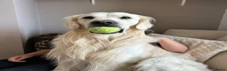 Golden Retriever dogs for stud: Theo - Proven & Health Tested KC Golden Retriever - Advert 4