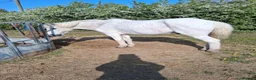 Welsh Section D horses for sale: Welsh section d  - Advert 2