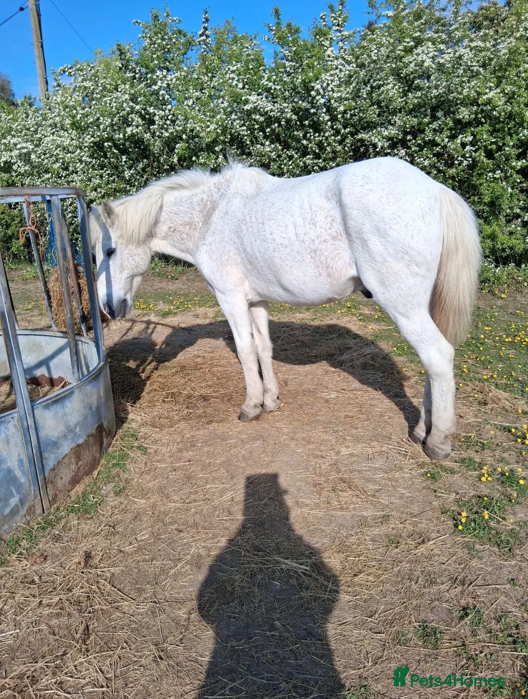 Welsh Section D horses for sale: Welsh section d  - Advert 2