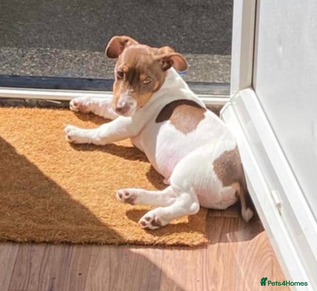 Jack Russell dogs for sale: Female jack Russell puppy  - Image 4
