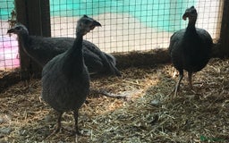 Guinea Fowl poultry for sale: Three young birds - Image 3