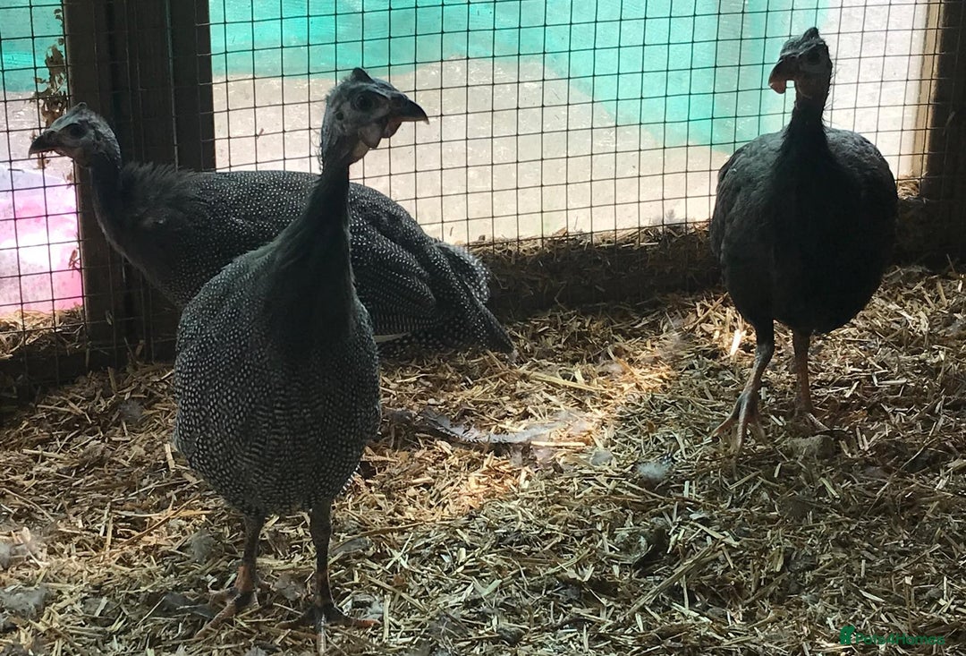 Guinea Fowl poultry for sale: Three young birds - Image 3