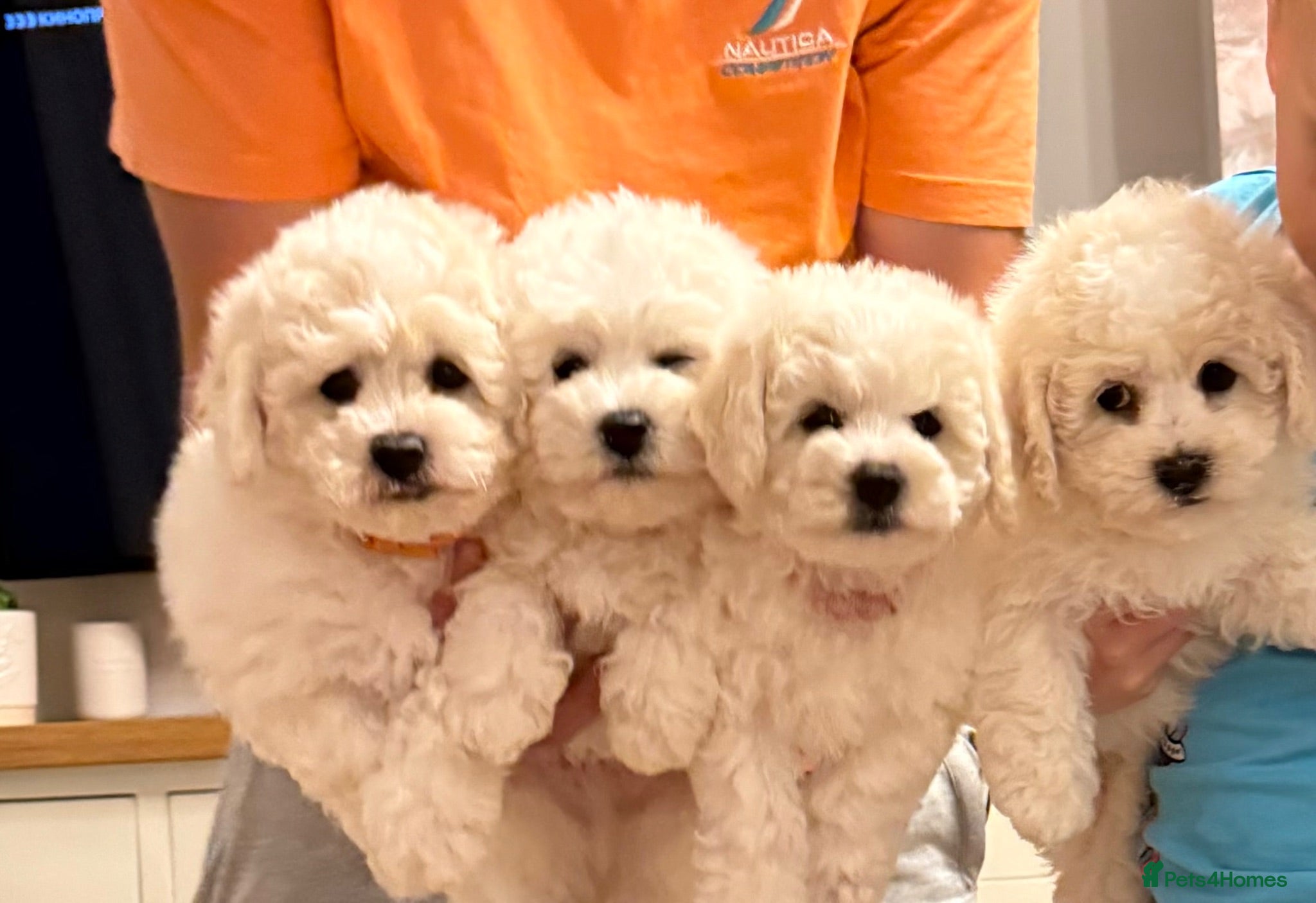Bichon Frise dogs ☁️ Little Clouds Looking for Their Forever Home ☁️ - Advert 1