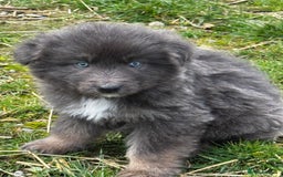 German Shepherd dogs for sale: ⭐️Chunky kc reg GSD pups ⭐️  - Image 7