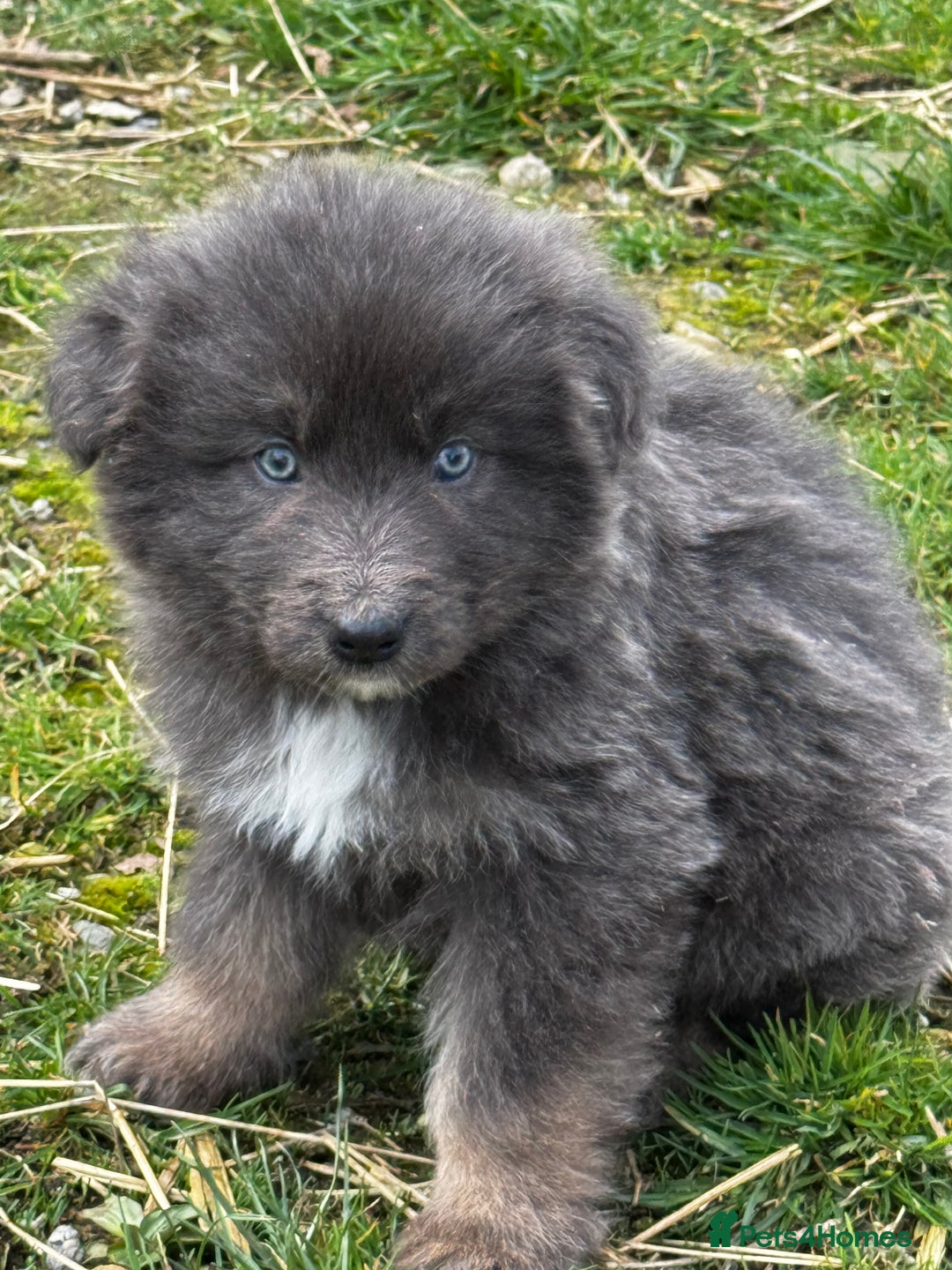 German Shepherd dogs for sale: ⭐️Chunky kc reg GSD pups ⭐️  - Image 7