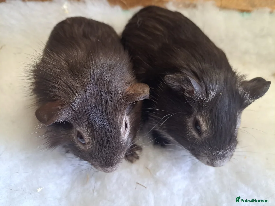 Guinea Pig rodents for sale: 2 show quality male guinepigs  in Stourport-on-Severn - Advert 2