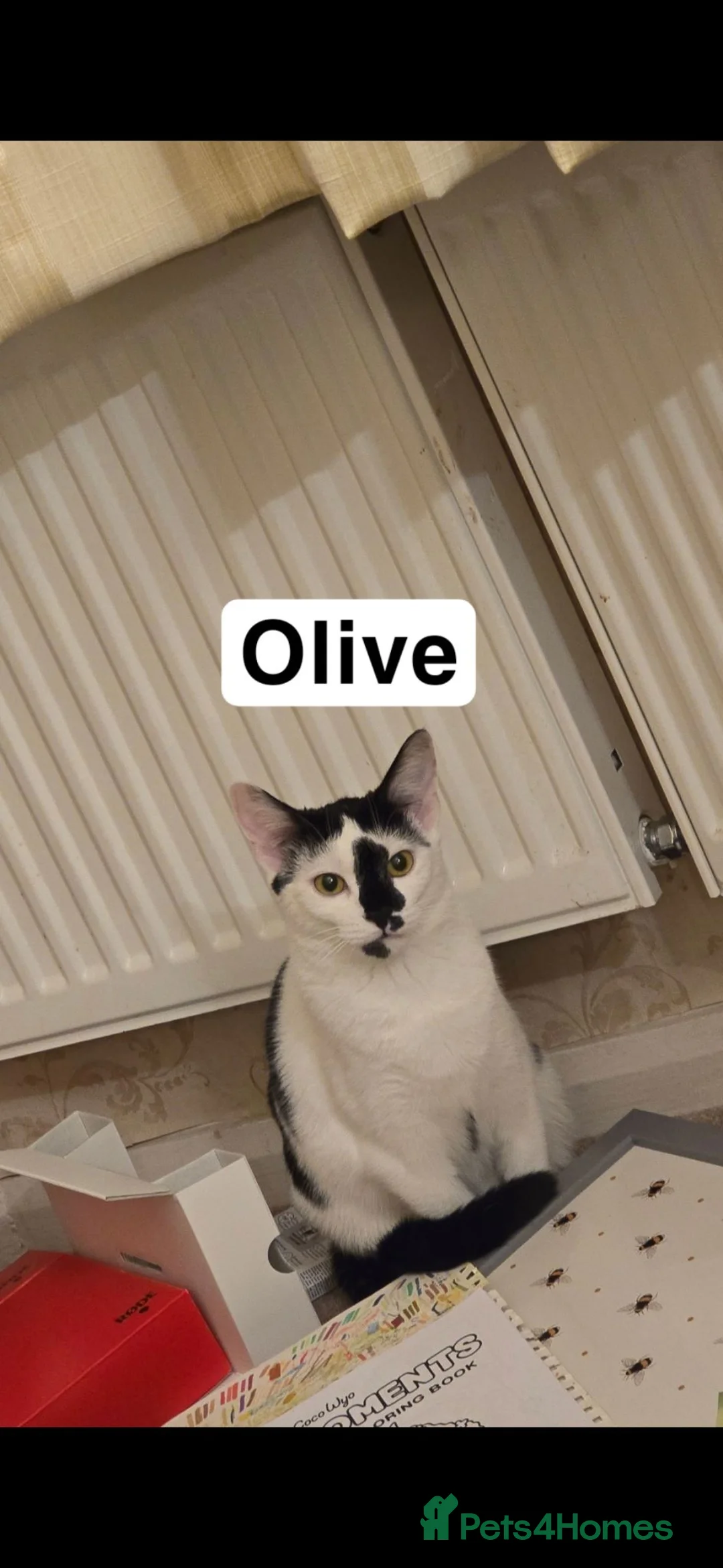 Domestic Shorthair cats for sale: 2 Tuxedo Male Brothers - Advert 2
