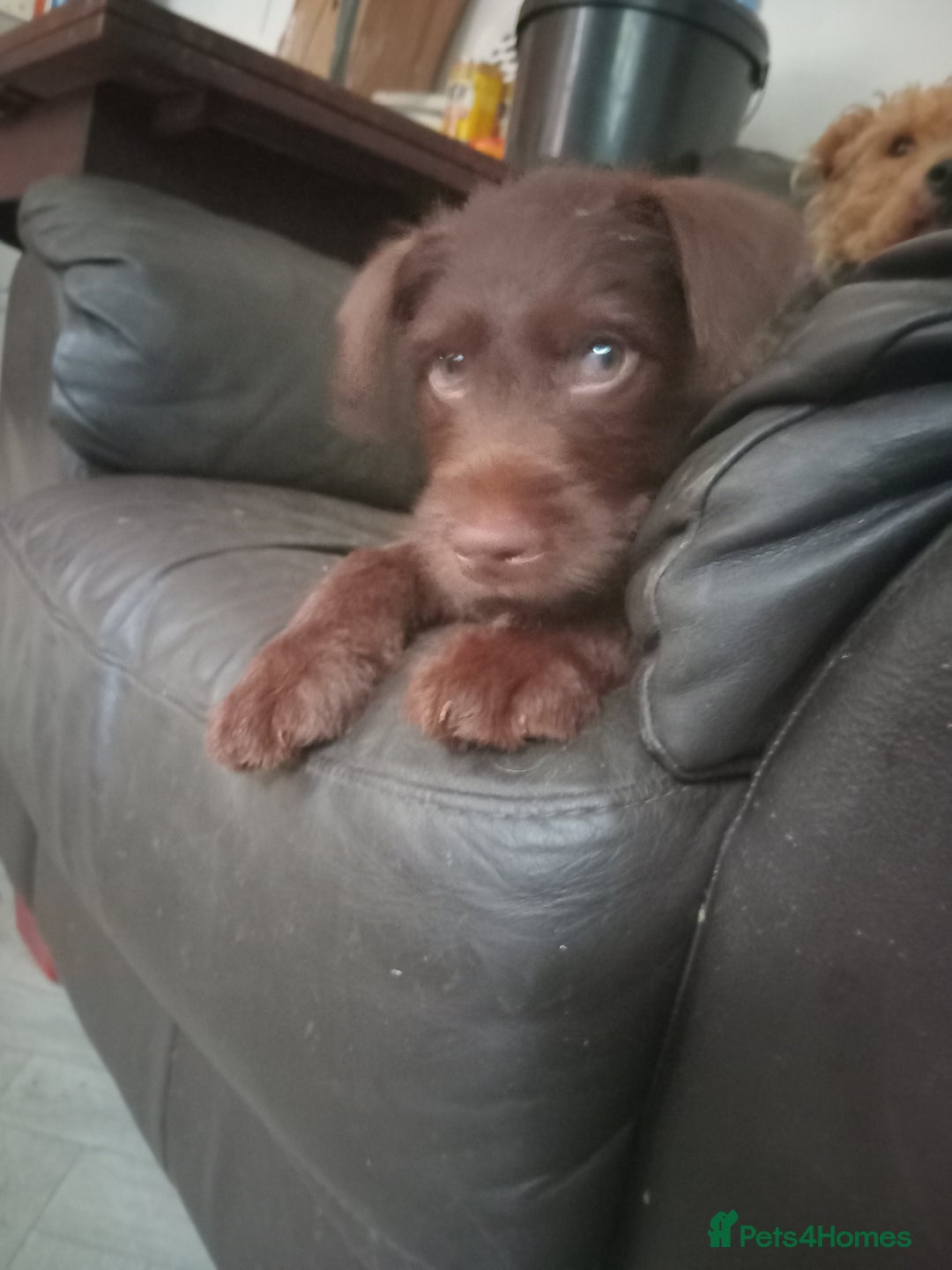 Patterdale Terrier dogs for sale: Patterdale 12weeks - Image 5