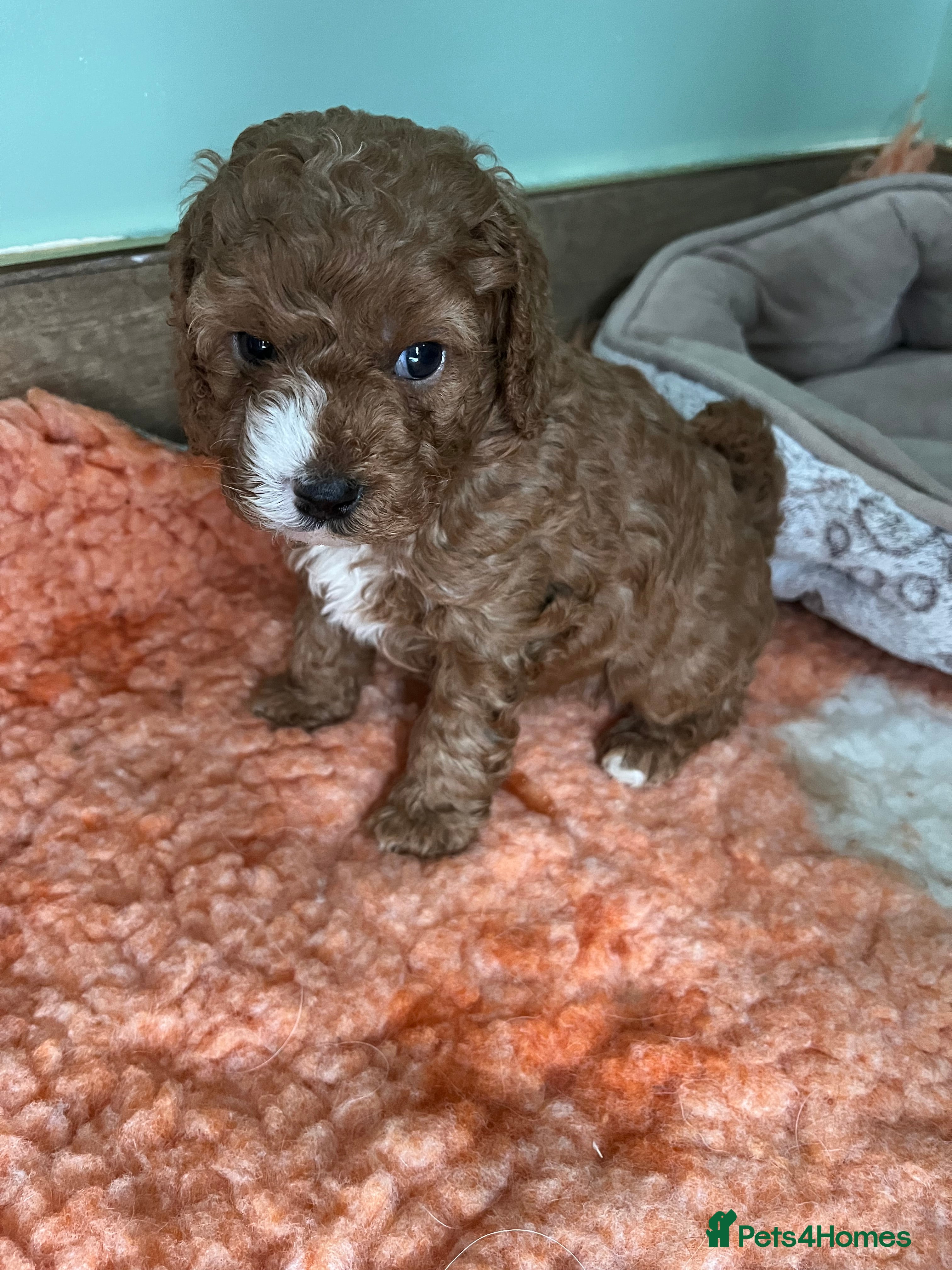 Cavapoo dogs Beautiful cavapoos - Advert 2