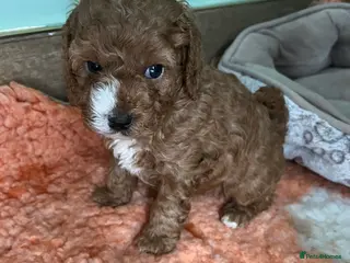 Cavapoo dogs Beautiful cavapoos - Advert 2