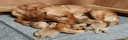 Labrador Retriever dogs for sale: 🩵🩵 2 KC Reg Dark Fox Red Labrador Pups!!🩵🩵  - Advert 4