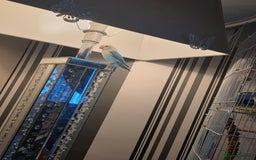 Lovebirds birds for sale: Lovebird - Image 1