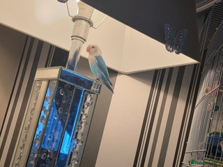 Lovebirds birds - Advert 1