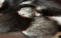 Mixed Breed cats for sale: Gorgeous kittens  - Advert 3