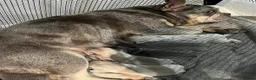 French Bulldog dogs for sale: French bulldog pup - Advert 4