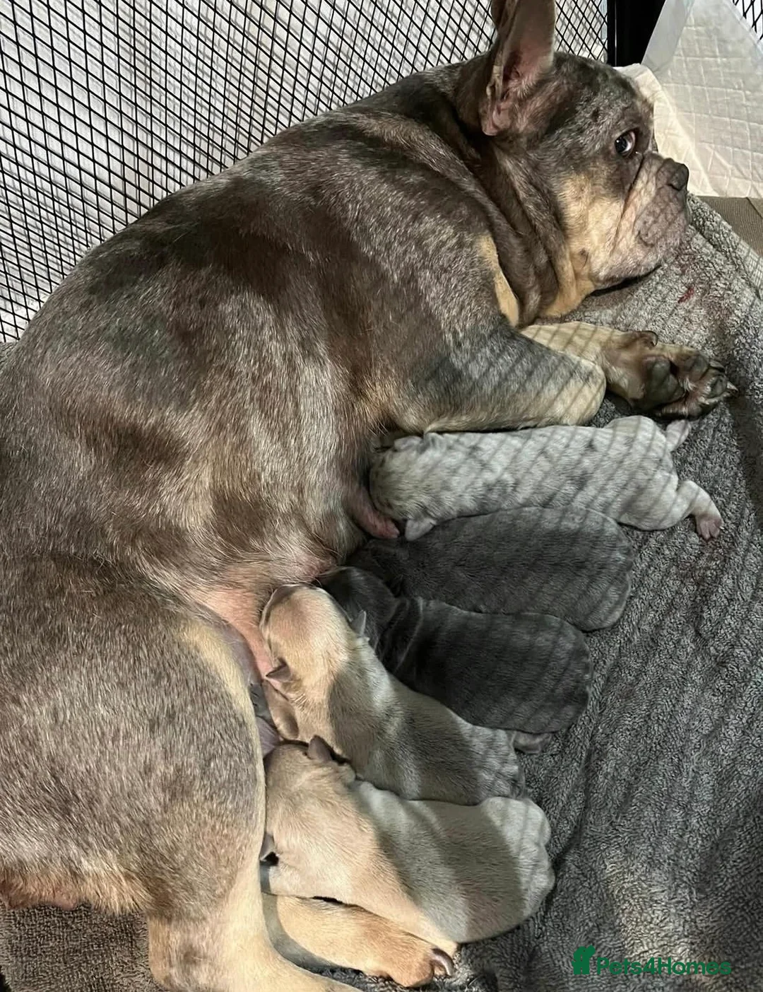 French Bulldog dogs for sale: French bulldog pup - Advert 4