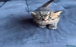 British Longhair cats for sale: British Longhaired mix - Image 4