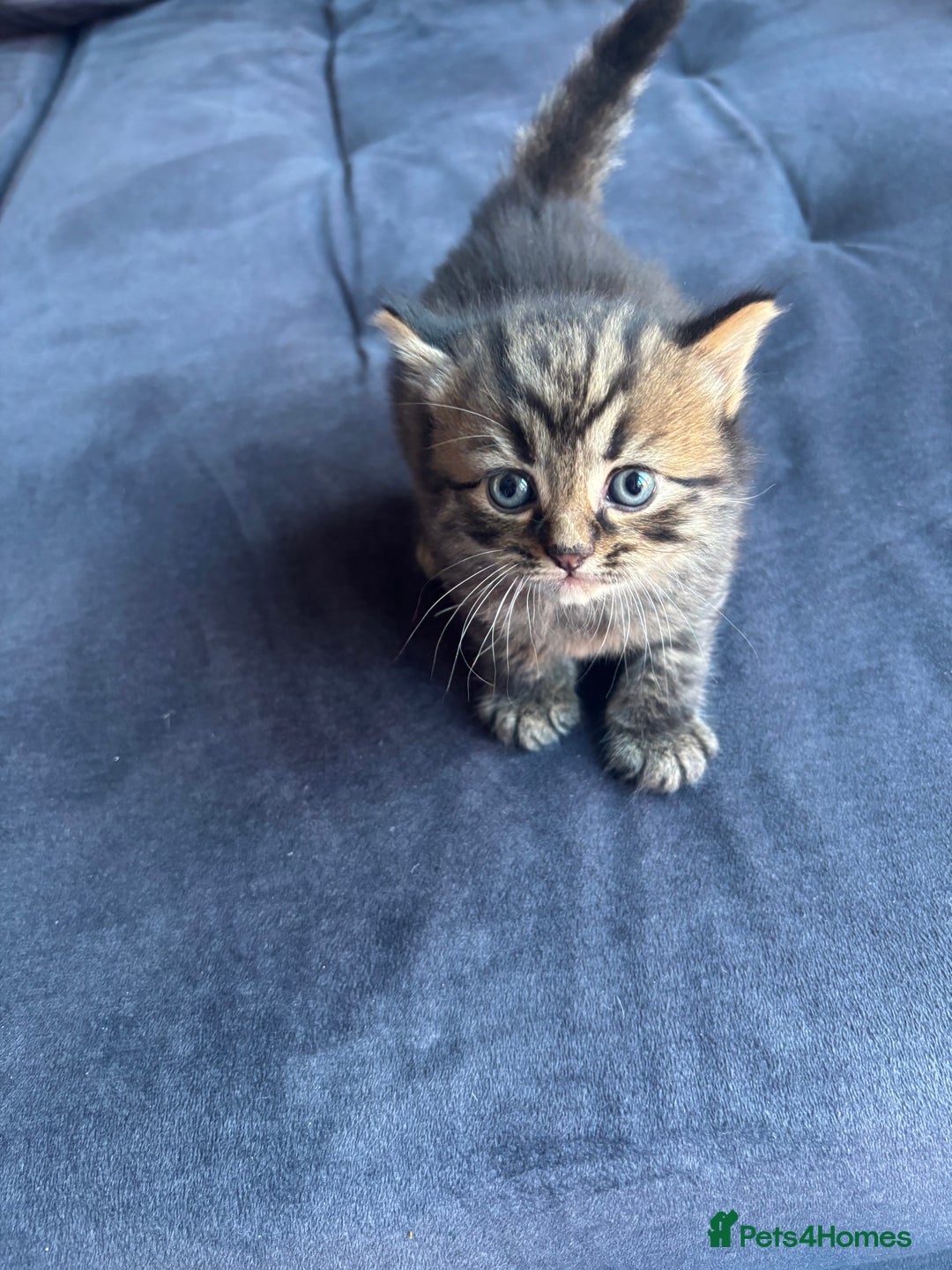 British Longhair cats for sale: British Longhaired mix - Image 4