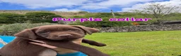 Labrador Retriever dogs for sale: Chocolate Labradors  - Advert 33