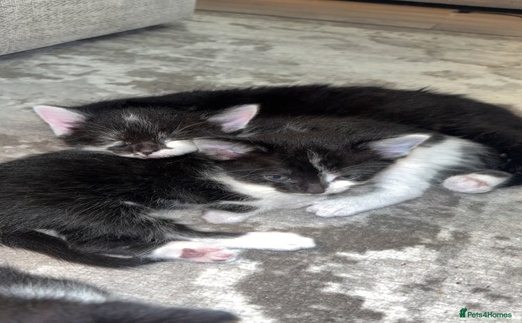 Domestic Shorthair cats - Advert 18
