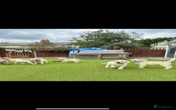 Goldador dogs for sale: Stunning litter of Goldador Puppies  - Image 1