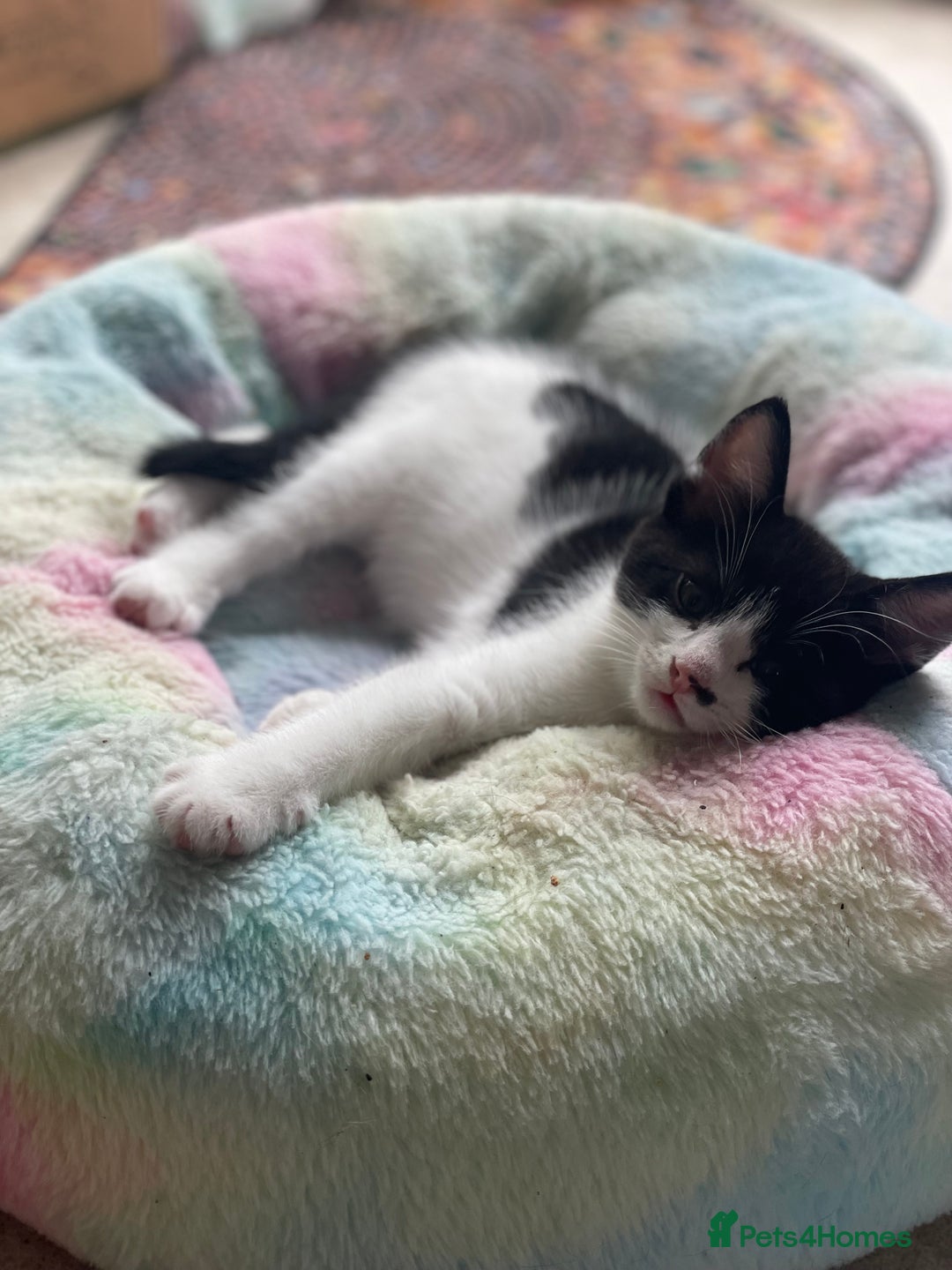 British Shorthair cats for sale: 2 BSH available next week for their forever family - Image 2