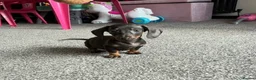 Miniature Dachshund dogs for sale: 2 pups left!  🐾 KC Miniature Dachshund Puppies 🐾 - Advert 3