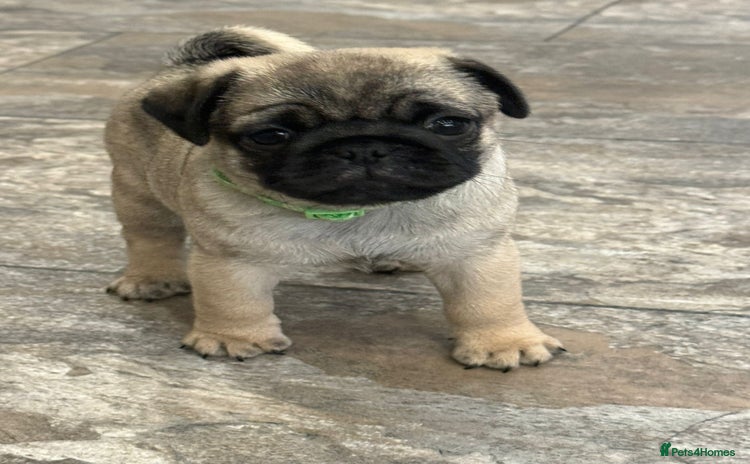 Pug dogs - Advert 1