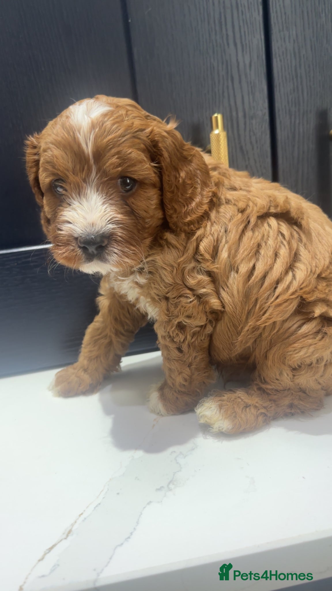 Cavapoo dogs F1 Cavapoo Puppies (Licenced Breeder) ⭐️⭐️⭐️⭐️⭐️ - Advert 1