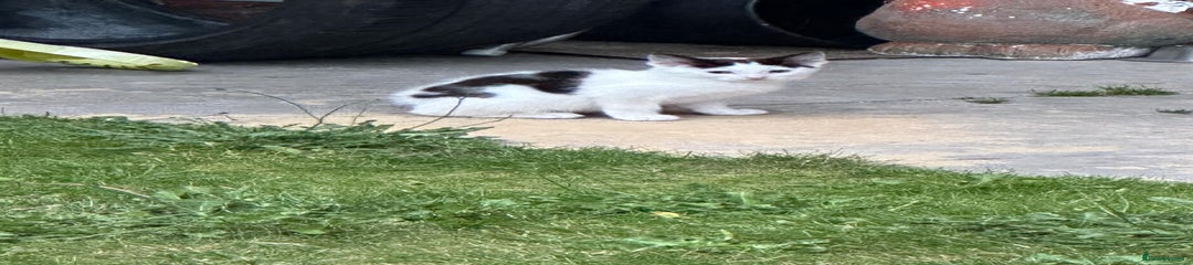 Domestic Shorthair Kitten 1