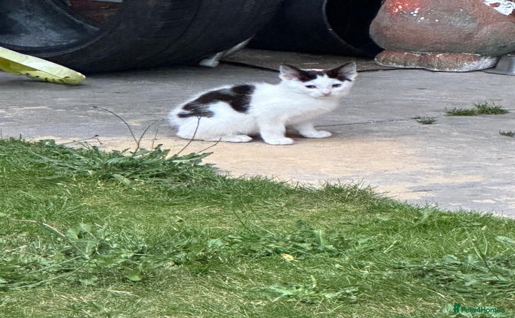 Domestic Shorthair cats - Advert 5