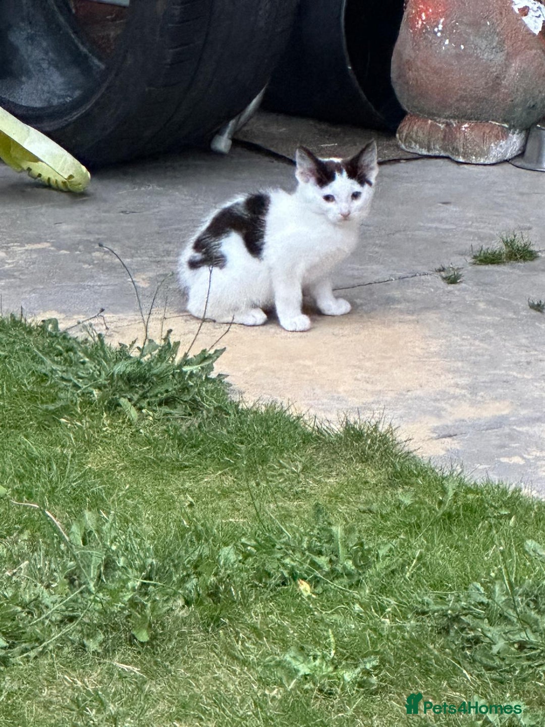 Domestic Shorthair cats for sale: Female kittens - Image 1