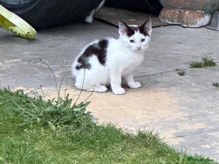 Domestic Shorthair cats - Advert 5