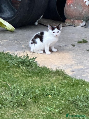 Domestic Shorthair cats - Advert 5