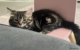 Domestic Shorthair cats for sale: kittens for sale❤️ - Image 5