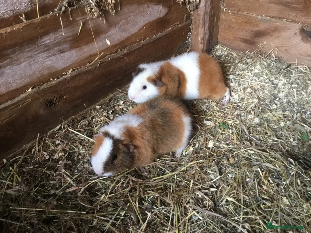Guinea Pig rodents for sale: Teddy sisters - Advert 1