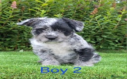 French Bulldog dogs for sale: French Bulldog Froodle Puppies  - Image 10