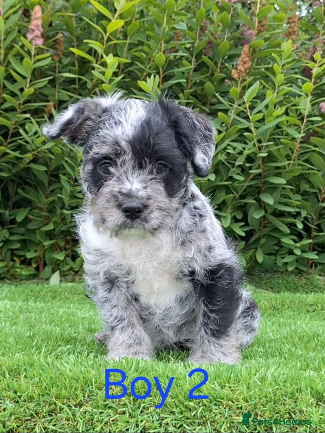 French Bulldog dogs for sale: French Bulldog Froodle Puppies  - Image 10