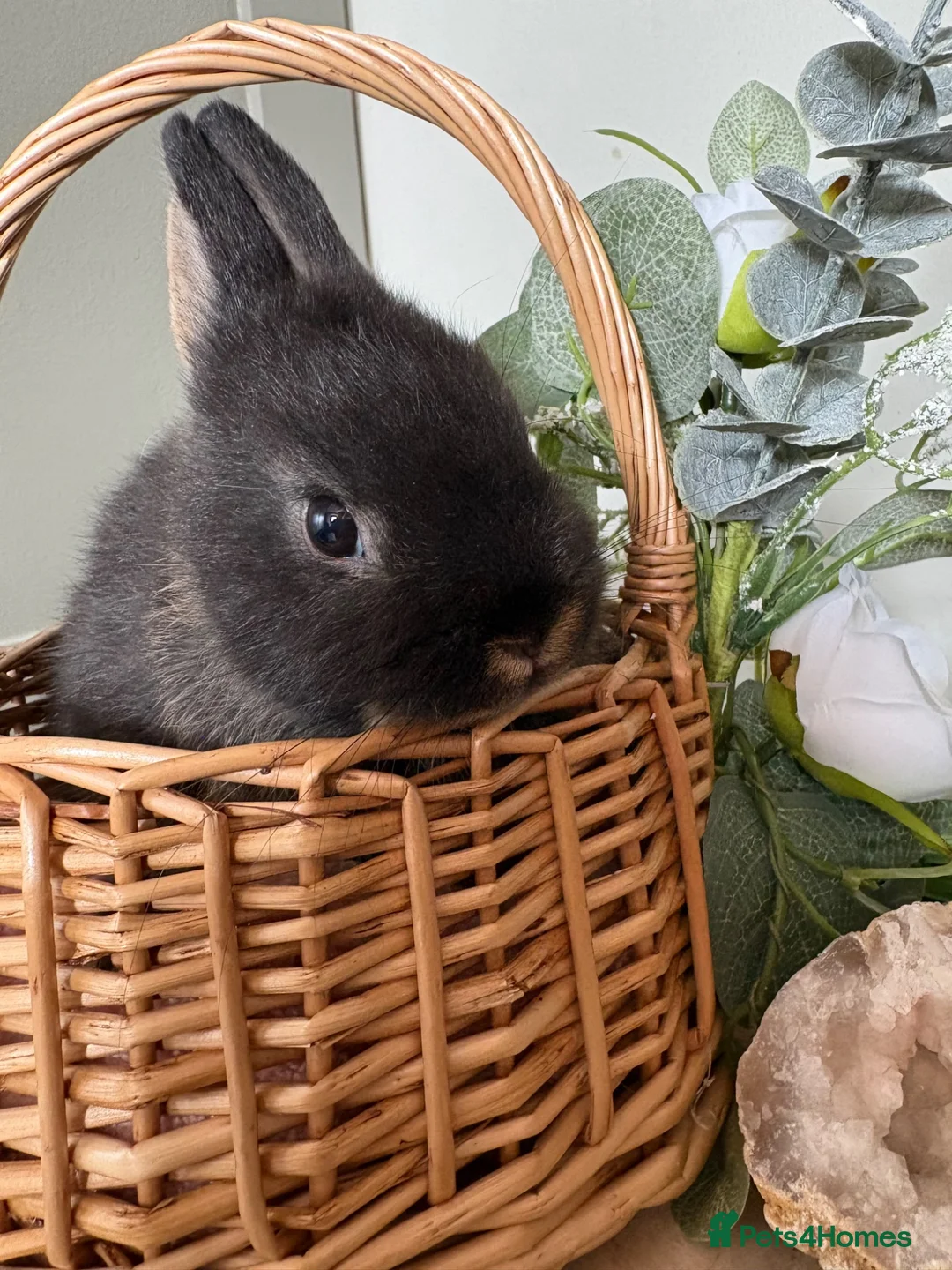 Netherland Dwarf rabbits for sale: Bonded sisters  - Advert 6