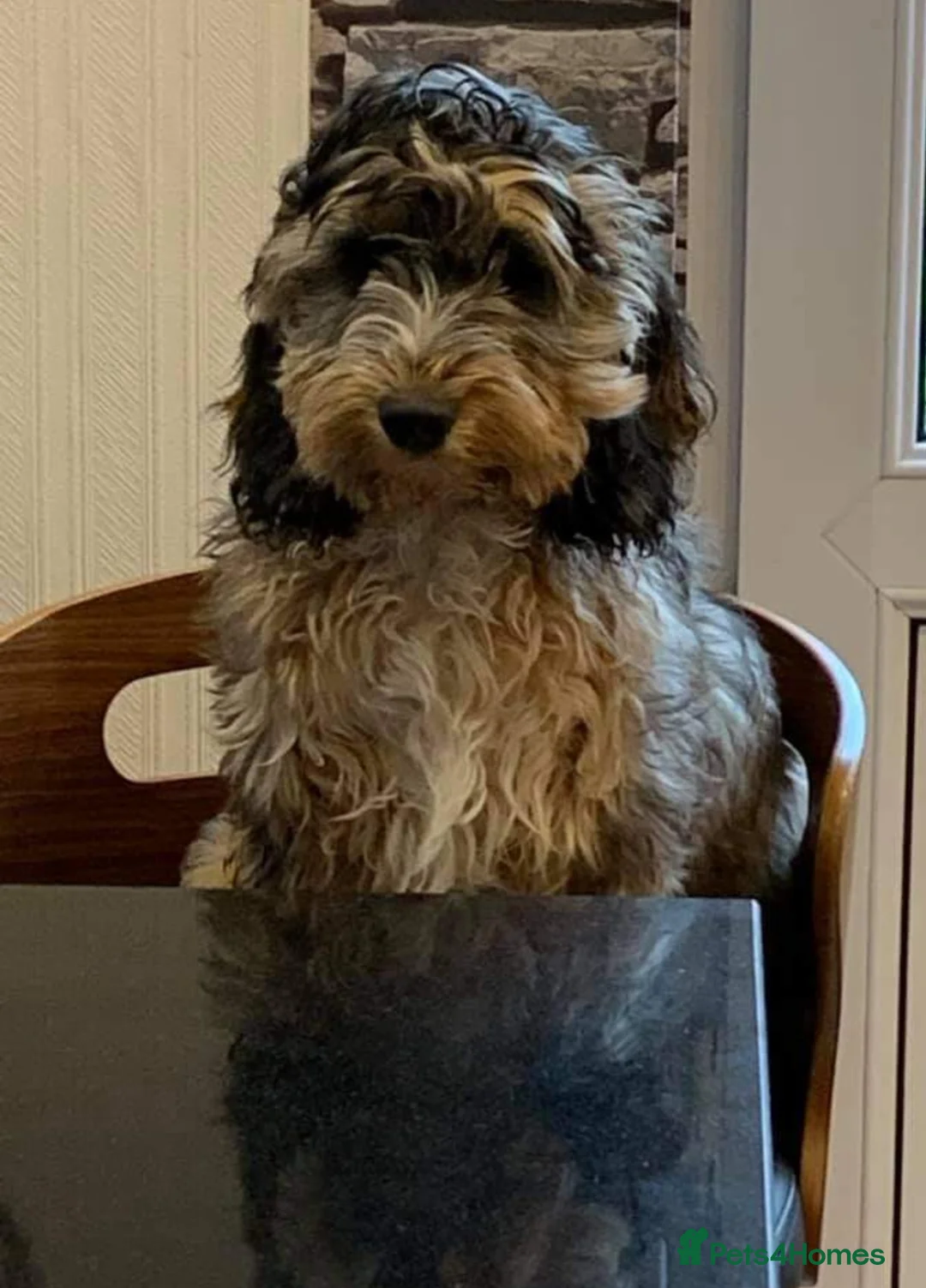 Miniature Poodle dogs for stud: Stunning Sable F1 Cockapoo DNA tested 100% success in Cannock - Advert 10
