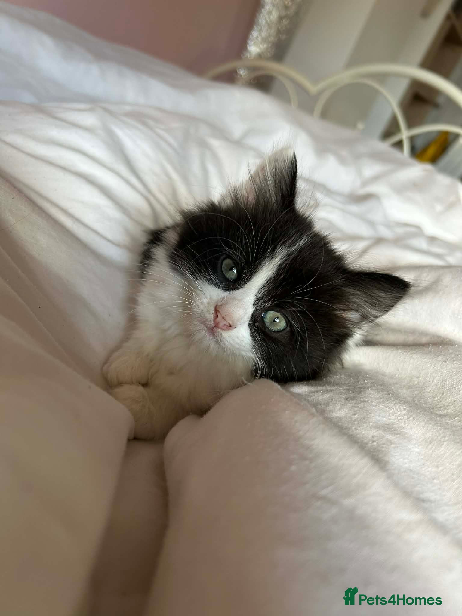 Mixed Breed cats Beautiful kittens long hair  - Advert 1