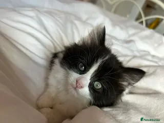 Mixed Breed cats Beautiful kittens long hair - Advert 10