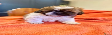 Shihpoo Puppy 1