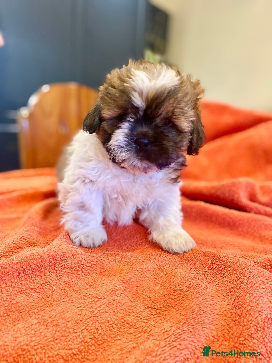 Shihpoo dogs for sale: ADORABLE SHIPOO PUPPIES - Advert 9