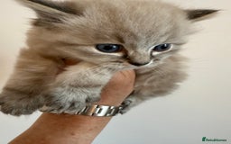 Ragdoll cats for sale: Ragdoll blue lynx ready now  - Image 7