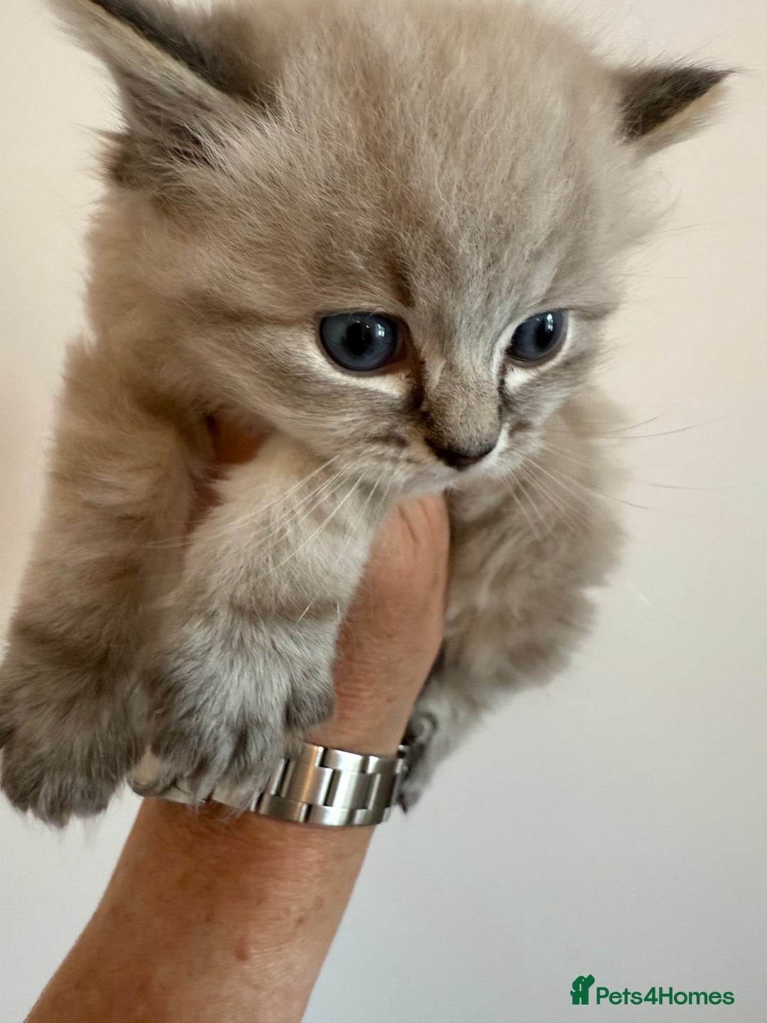 Ragdoll cats for sale: Ragdoll blue lynx ready now  - Image 7